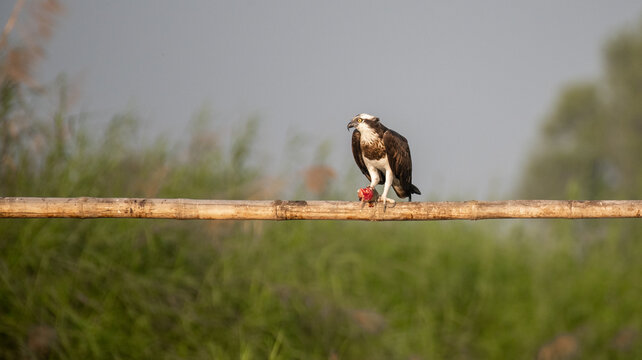 Osprey bird perched on a branch with a fish kill with use of selective focus