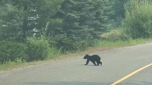 Two brown bear cubs are crossing the road into a lush green meadow and natural rural scenery as tourists stop their cars to let them cross.
