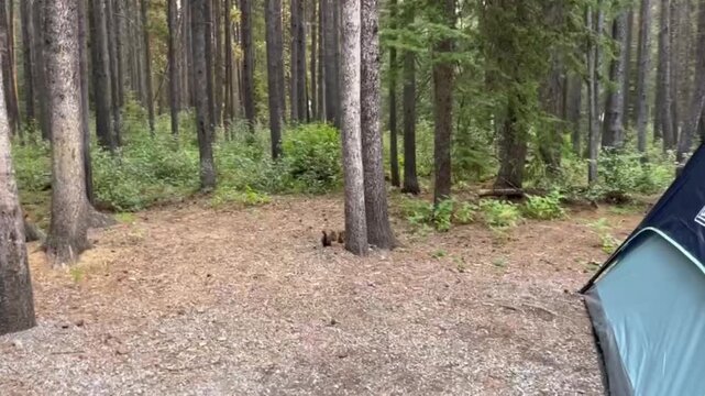 Squirrels scurry around searching for food, while tourists camp peacefully in the lush forest, surrounded by trees, sunlight, grass, and the natural woodland landscape on a clear day.