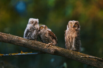 Portrait of three fluffy nestling Eurasian scops owls Otus scops perched on a tree branch in a forest. Close-up of a young wild owl chick in Wildlife habitat, featuring soft feathers, expressive eyes. © EvgeniyQW