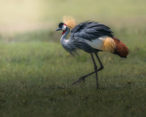 Beautiful black crowned crane in Masai Mara © ahmed