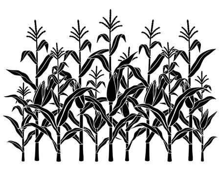 Black silhouette of tall corn stalks with leaves, tassels, and husks. Bold vector artwork symbolizing agriculture, farming, and harvest in clean graphic style.
