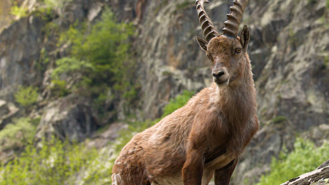 Close-up of an Alpine Ibex Standing on a Rocky Mountain Slope