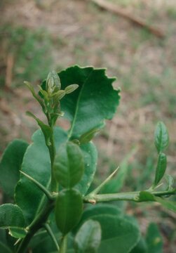 The young shoots and branches of the kaffir lime tree have alternate leaves, sharp thorns along the branches, and new leaves are currently sprouting