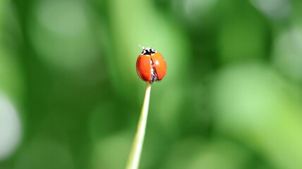 ladybug on green leaf © Andrea
