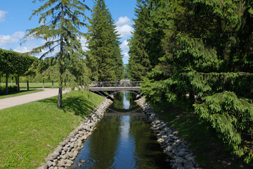 Fototapeta premium Canal bridge park pine tree water landscape sunlight along calm canal with bridge and pine tree in green park under blue sky
