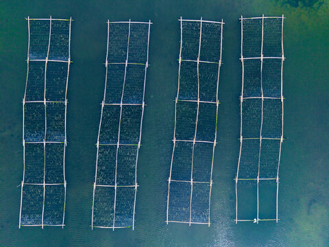 Aerial view Four rectangular floating fish cages arranged in open water