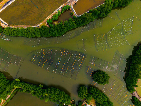 Aerial view Nha Trang Vietnam Aquaculture nets and buoys arranged in mangrove-lined shallow water