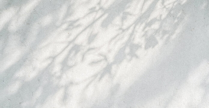 A soft and ethereal background showcasing delicate shadows of leaves and branches cast on a light surface, creating a serene and tranquil atmosphere.