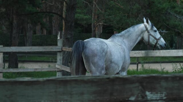 A grey horse in a bridle stands near a wooden fence and turns away from the camera. The magnificent equine swishes its tail while resting in a paddock 