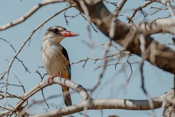 Fototapete Eisvogel The brown-hooded kingfisher   © Troy