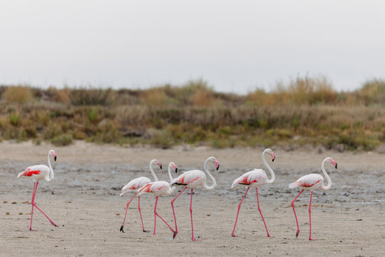 Greater flamingos (Phoenicopterus roseus) on the beach in the Camargue, France.