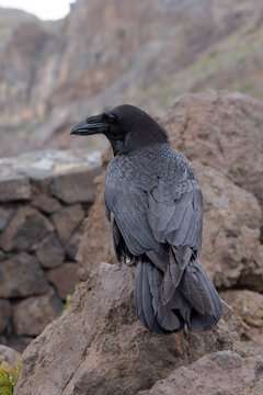 Common Raven (Corvus corax) sitting on a rock on the Roque de los Muchachos, the highest mountain on La Palma, Canary Islands, Spain.