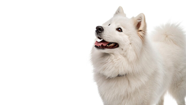 Beautiful fluffy white samoyed dog sitting looking forward isolated on transparent background