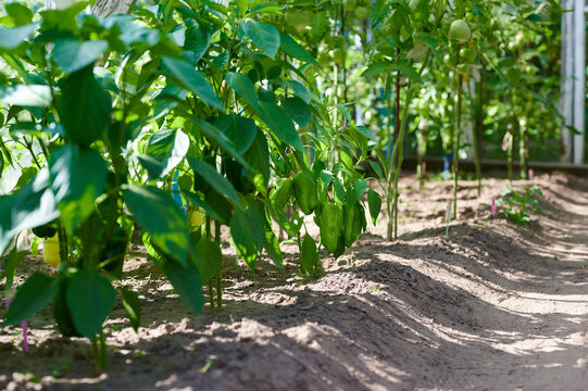 Green pepper and tomato plants growing in soil inside a sunny greenhouse