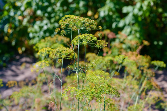 Fresh blooming dill umbrella flowers growing outdoors in a sunny organic herb garden