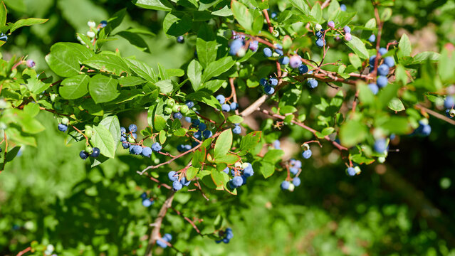 Fresh wild blueberries ripening on a green bush outdoors in bright sunlight