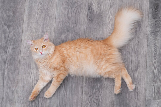Top view of a fluffy ginger cat lying on grey laminate floor and looking up