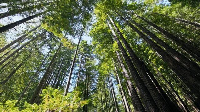 Looking up at tall redwood tree canopy in forest