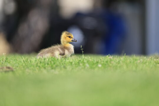 The Canada goose (Branta canadensis) in Los angeles