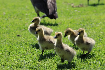 The Canada goose (Branta canadensis) in Los angeles © feathercollector