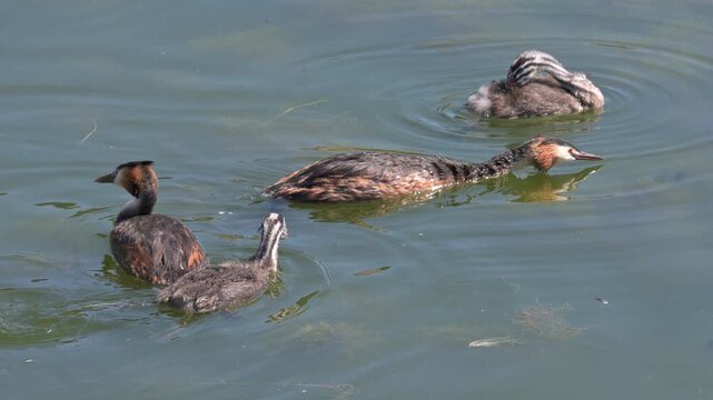 Great Crested Grebe (Podiceps cristatus) with its head down close to the water, hunting for fish. August, Kent, UK [Half speed]