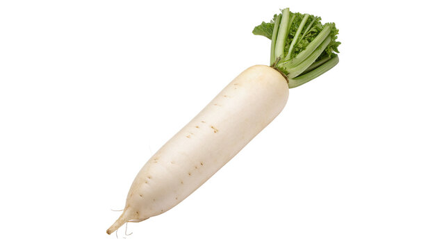 Fresh raw white daikon radish root vegetable isolated on transparent background