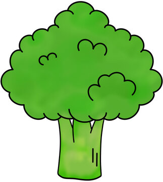 Fresh green broccoli vegetable vector illustration
