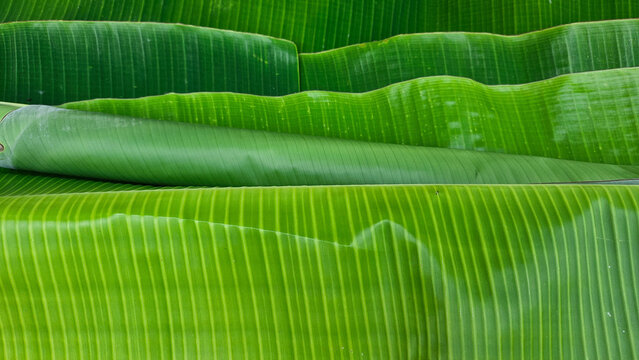 Fresh Green Banana Leaves with Natural Ribbed Texture