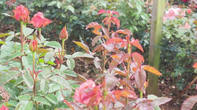 Delicate pink and white rose seedlings sprout from callused stems amidst lush green leaves