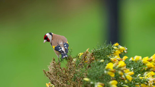 European Goldfinch Perching on Flowering Gorse Bush in Irish Woodland