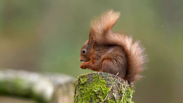 Red Squirrel perched on a moss-covered tree stump, Ireland - close-up portrait of a native Irish woodland mammal