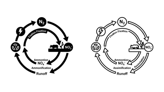 Nitrogen Cycle Diagram: A clear, simplified diagram illustrating the key stages of the nitrogen cycle, from fixation to runoff, with labels and icons representing each process and compound.
