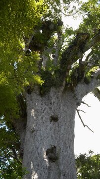 Low Angle View of Tāne Mahuta Giant Kauri Tree in Waipoua Forest, New Zealand