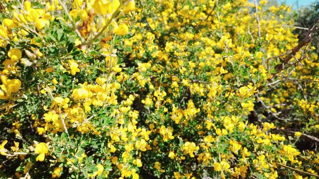 Close up of vibrant yellow broom flowers swaying in the wind under bright sunlight in the Sardinian countryside. Useful for nature, travel, and botanical content.
