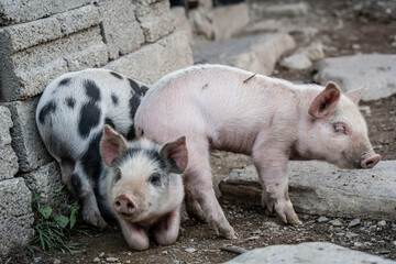 piglets in the street, Adishi village, trans-Caucasian trail, Upper Svaneti, Caucasus mountain range, Georgia © Tolo