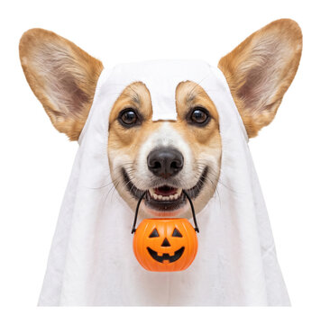 corgi wearing a ghost costume for halloween