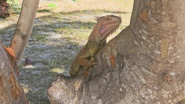 Wild lizard resting in the crook of a tropical tree, with green and brown scales, raised head, rough bark, sandy ground, grass patches, and warm resort environment behind.