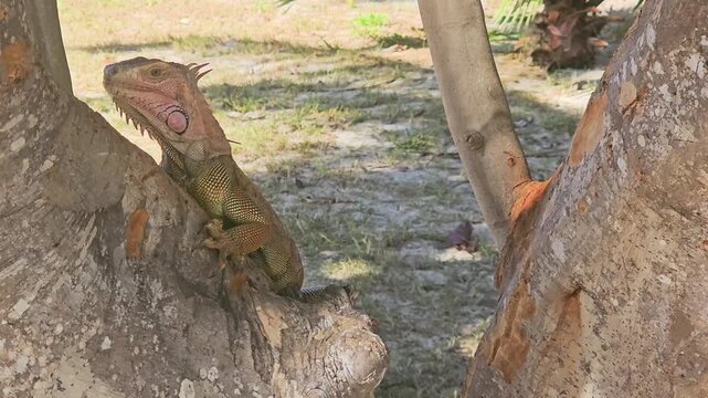 Tropical garden scene with a wild iguana climbing a tree, framed by smooth trunks, scattered leaves, potted plants, grass, sandy soil, and bright resort grounds in daylight.