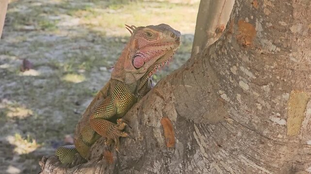 Iguana camouflaged against light tree bark in a tropical outdoor scene, showing sharp claws, long body, spiked crest, pink dewlap, dry leaves, sandy soil, and filtered sun.