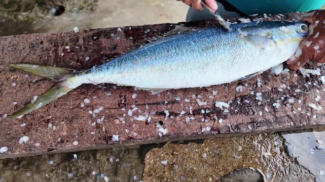 Person is using knife to scale and clean freshly caught Rainbow Runner fish in outdoor fish cleaning station. Translucent fish scales scattered across its body and the dark, textured wooden board.