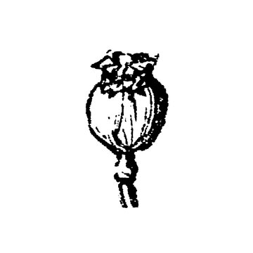 Seed capsule with ripe seeds, botanical pod in classic engraving, old vintage illustration, 1897.