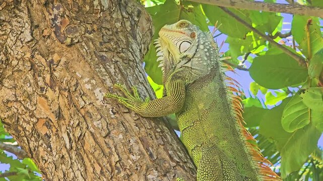 Close view of a green iguana camouflaged among tropical branches, with scaly skin, sharp claws, orange spines, leafy canopy, palm fronds, and bright daylight in a warm island habitat.