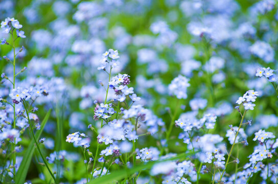 Wild blue flowers on a meadow in summer close-up
