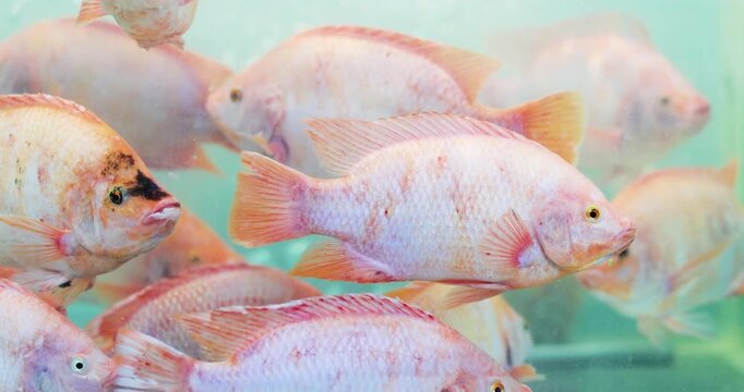 Fresh red tilapia  in an aerated water tank, freshness and food supply, freshwater fish farming and aquatic life in a fish tank, and live fish for consumption