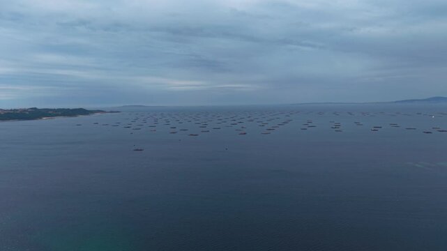 Aerial - Long rows of mussel farming rafts aligned across calm sea water in Galicia Spain