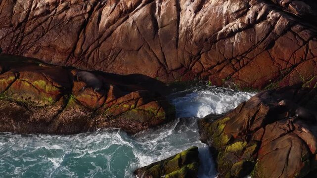 Sea lions rest on rocks with crashing waves in Cabo San Lucas, Mexico.