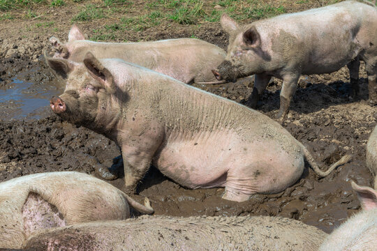 Muddy Organic Pig Wallowing on a Free Range Farm