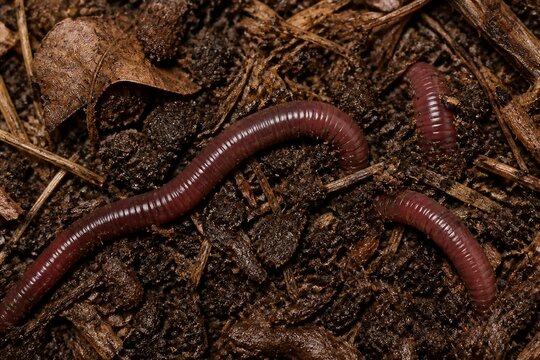 Earthworms crawling through damp forest soil and mulch