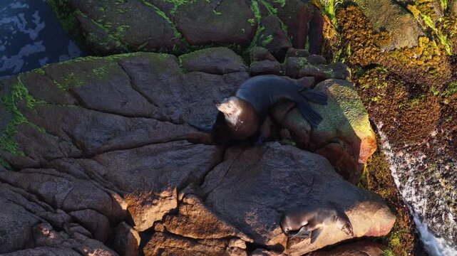 Top down aerial of sea lions on rocky cliffs in Cabo San Lucas, Mexico.